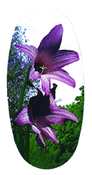 DASOV 574 Lily PROOF c